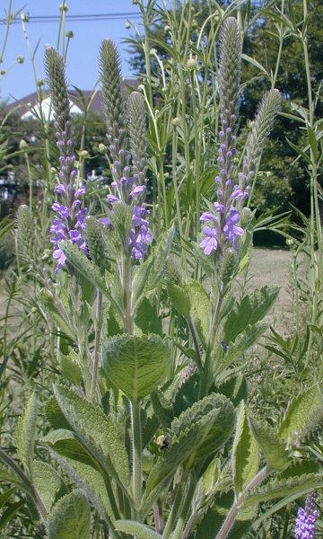 Verbena stricta image