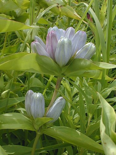 Gentiana x pallidocyanea image