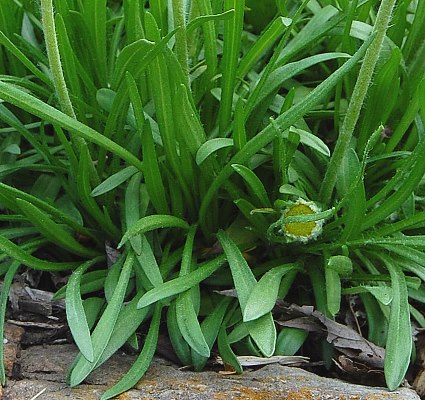 Tetraneuris herbacea image