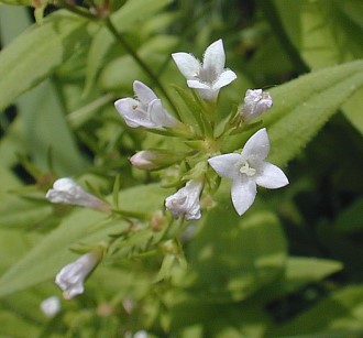 Houstonia purpurea image