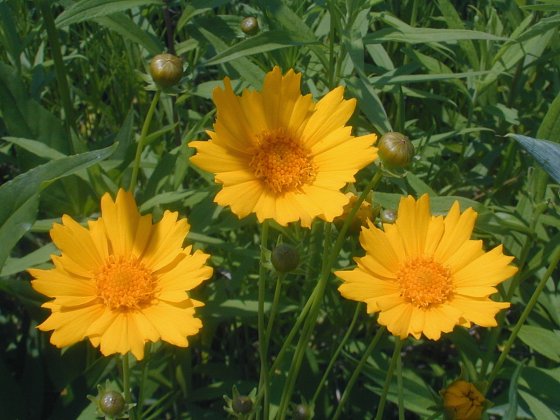 Coreopsis grandiflora image