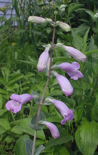 Penstemon grandiflorus image