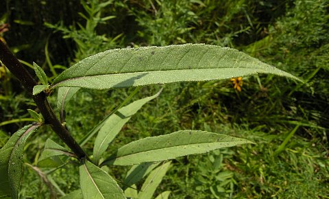 Helianthus image