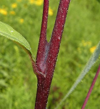 Helianthus x luxurians image