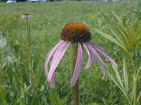 Echinacea pallida image