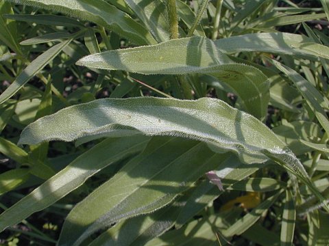 Echinacea pallida image