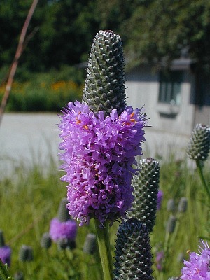 Dalea purpurea image