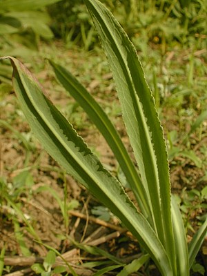 Nothocalais cuspidata image