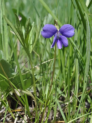 Viola pedatifida image