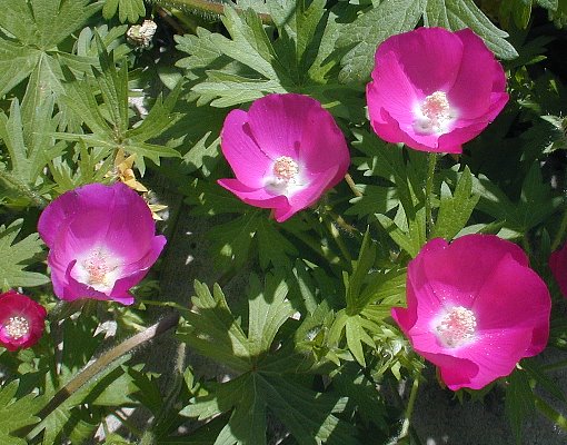 Callirhoe involucrata image