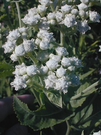 Parthenium integrifolium image