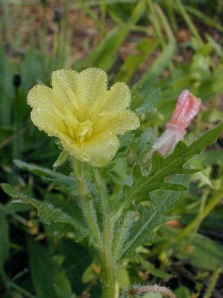 Oenothera albicans image