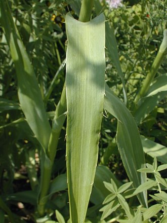 Eryngium yuccifolium image