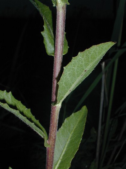 Prenanthes aspera image