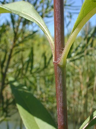 Helianthus grosseserratus image