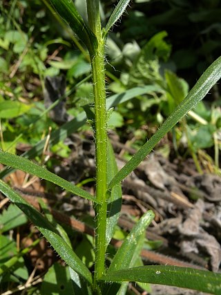 Liatris squarrosa image