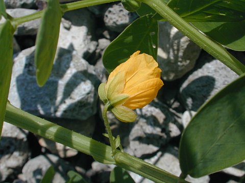 Senna obtusifolia image