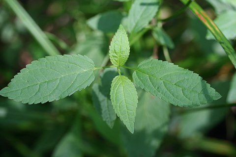 Stachys hispida image