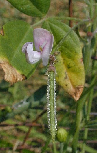 Strophostyles leiosperma image