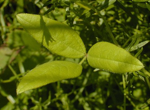 Strophostyles leiosperma image