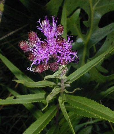Vernonia image