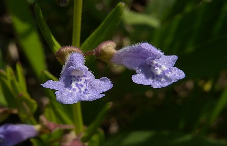 Scutellaria image