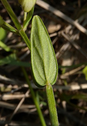 Scutellaria nervosa image