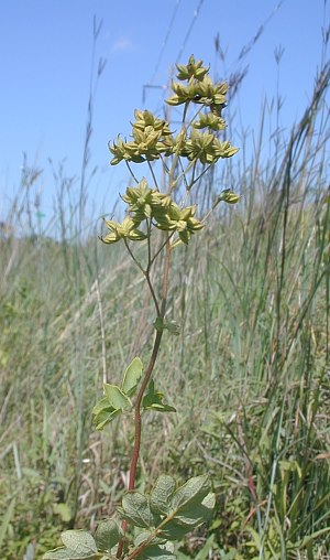 Thalictrum amphibolum image