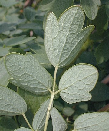 Thalictrum revolutum image