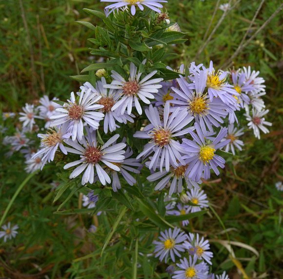 Symphyotrichum novi-belgii image