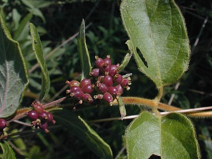 Symphoricarpos orbiculatus image