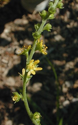 Agrimonia mollis image