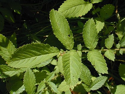 Agrimonia mollis image