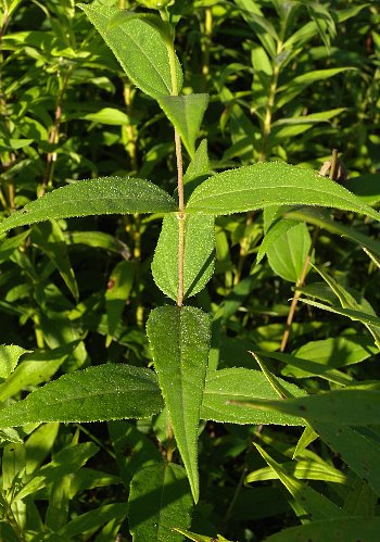 Helianthus strumosus image