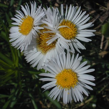 Erigeron glacialis image