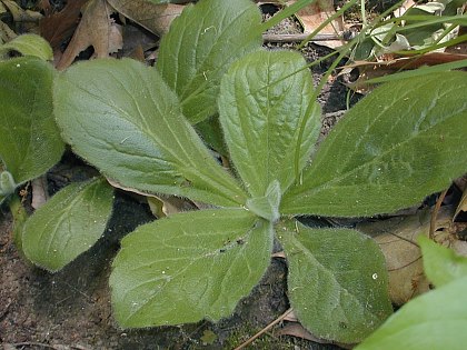 Erigeron image