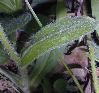 Erigeron pulchellus image