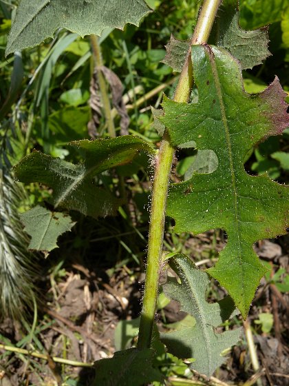 Lactuca image