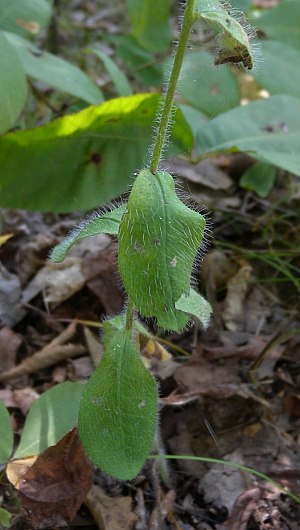 Hieracium scabrum image