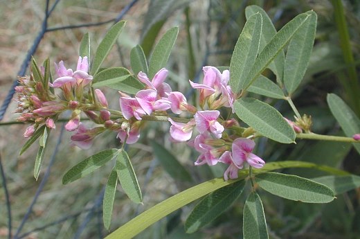 clover bush