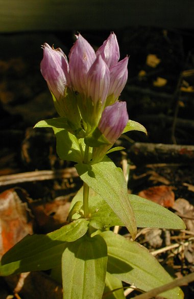 Gentianella image