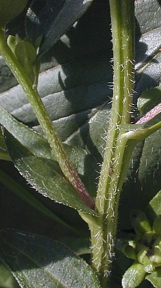 Rudbeckia fulgida image