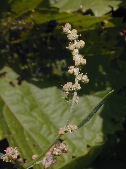 Chenopodium standleyanum image