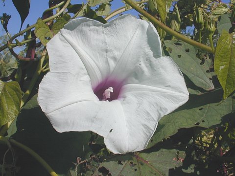 Ipomoea lindenii image