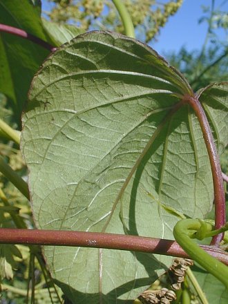 Ipomoea lindenii image