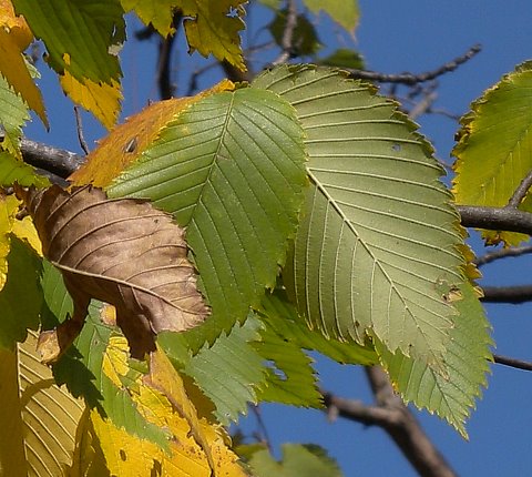 american elm tree leaves. elm tree leaf. american elm