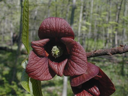 Tree Pawpaw American Beauties Native Plants Asimina triloba Paw 3-Size Container Brownish Purple Flowers 