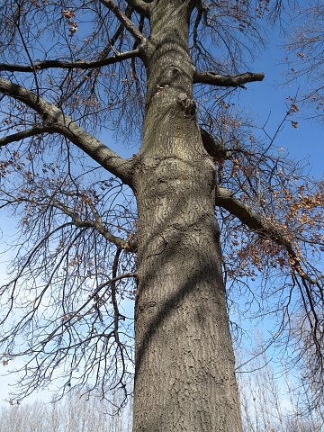 Tree pin on sale