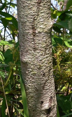 poison sumac tree. Generally, Poison Sumac is