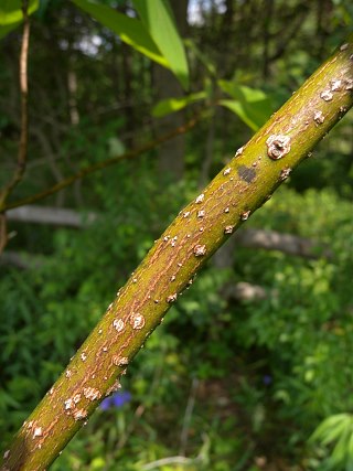 What is a Sassafras tree?